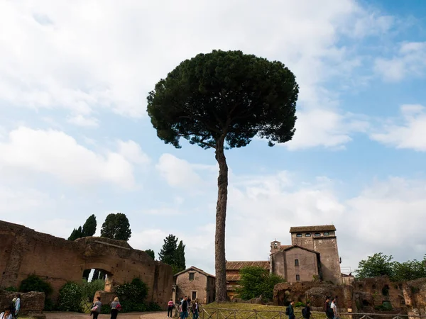 Bomen Struiken Ruïnes Centraal Rome — Stockfoto