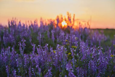 Sıcak bir günbatımının arka planında mor lavanta çalıları