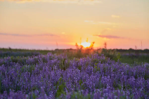 Bush Lila Lavendel Bakgrunden Strålarna Varm Solnedgång — Stockfoto