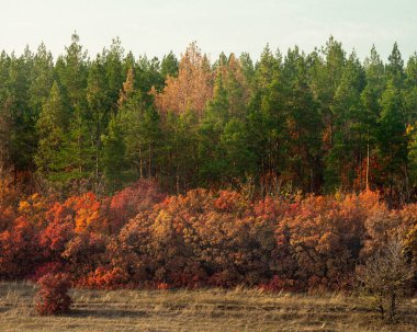 Sonbahar manzarası, kozalaklı ve yaprak döken orman.