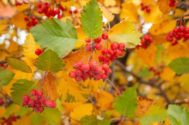 Sonbaharın sulu, parlak renkleri, sarı kırmızı yapraklar ve bir ağacın meyveleri..
