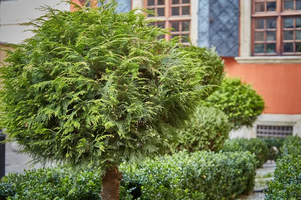 家の近くの庭で緑のトリミング装飾木 — ストック写真