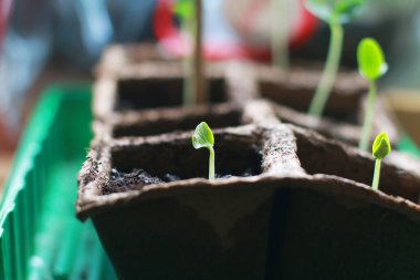Bir tencerede salatalık tohumundan filizlenen yapraklarla.