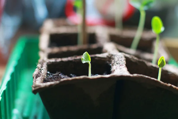 sprout with leaves sprouted from a cucumber seed in a pot