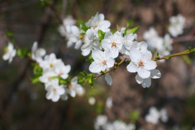Çiçekler ilkbaharın güneşli sabahında açar.
