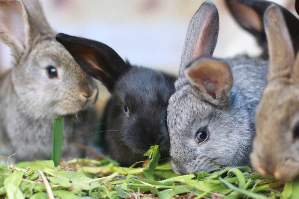黑色的小兔子吃青草 — 图库照片
