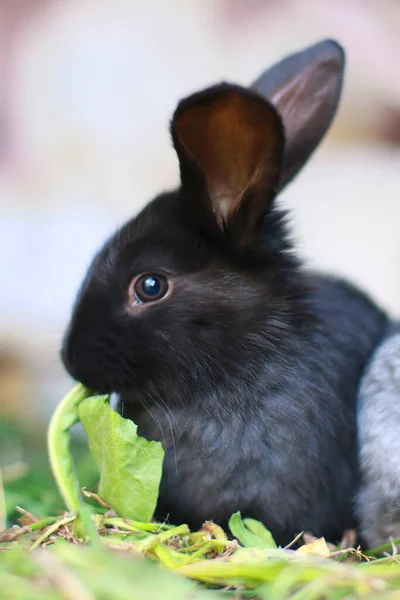 Gray Black Little Rabbits Eat Green Grass — Stock Photo, Image