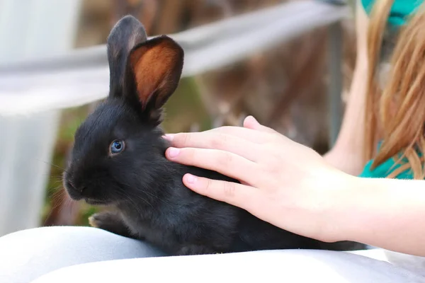 Gris Conejitos Negros Comen Hierba Verde — Foto de Stock