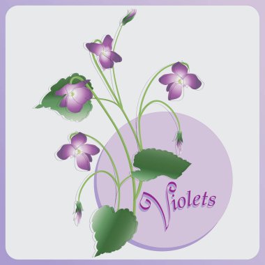 Menekşe grup. Vektör 