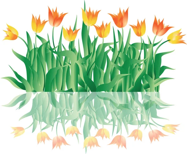 Tulpen. Gras und Frühlingsblumen. — Stockvektor