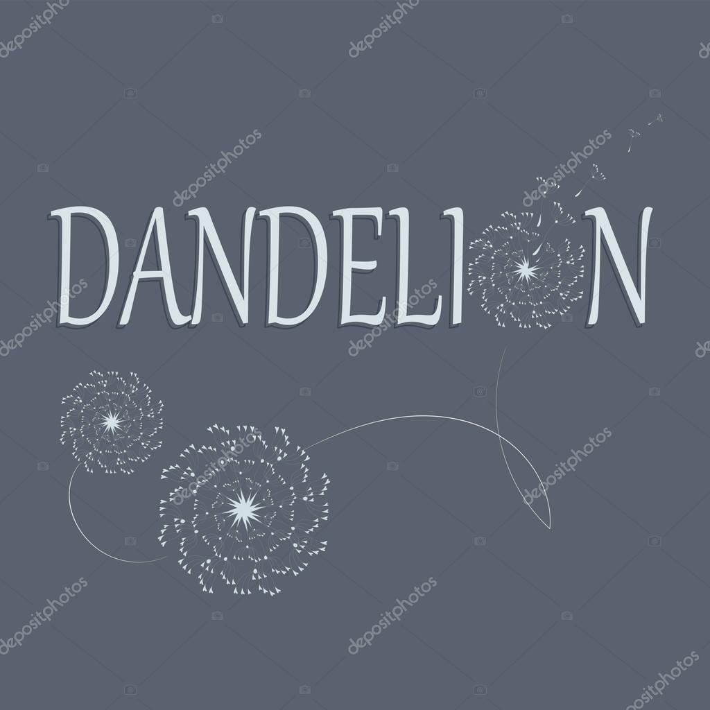 Dandelions. Flower and its name. Logo, emblem, icon. The word and the silhouette of a dandelion on gray background. Flying parachutes of a dandelion Dark border words and white flowers.
