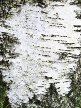  Beyaz huş ağacı. Ağaç kabuğu. Doğal arka plan, bir yetişkin ağacı yakın çekim. Dokulu arka planlar.