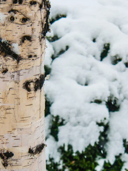 Trunk Egy Fehér Nyír Háttérben Egy Hóval Borított Bokor Boxwood — Stock Fotó