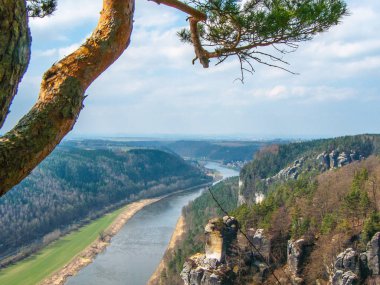 Saxon Isviçre. Elbe manzarası. Çam dalı ve nehir manzaralı bahar manzarası. Almanya 'da doğa rezervi 'nin şirin manzarası. Yukarıdan görüntüle.