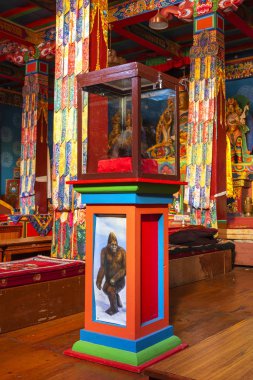 Khumjung, Nepal: 22 Kasım 2019: Khumjung manastırındaki cam önlü kutuda bulunan Yeti Kafa Derisi. Parçacık efsanevi Koca Ayak. Himalaya efsanesi.