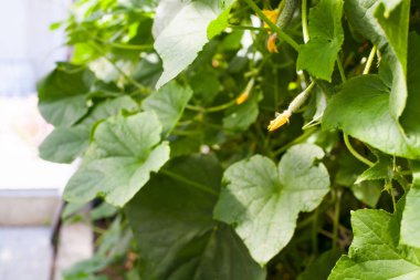 Neşeli, güneşten sarışın çocuk bir gre yeşil salatalık toplar