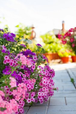 Flowerbed parlak bahçe çiçekleri.