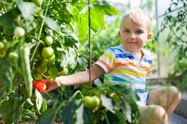 Neşeli tabaklanmış çocuk sarışın bir sera kırmızı domates toplar.