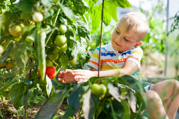 Neşeli tabaklanmış çocuk sarışın bir sera kırmızı domates toplar.