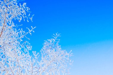 Karlı çam ağacı Noel sahnesi. Ağaç dalları ile kaplı