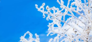 Karlı çam ağacı Noel sahnesi. Ağaç dalları ile kaplı