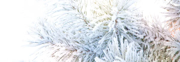 Téli havas fenyő karácsonyfa jelenet. Borított szellemes fenyőágak — Stock Fotó