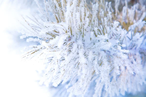 Χειμερινό χιονισμένο πεύκο χριστουγεννιάτικη σκηνή. Κλάδοι Fir καλυμμένοι με πνεύμα — Φωτογραφία Αρχείου