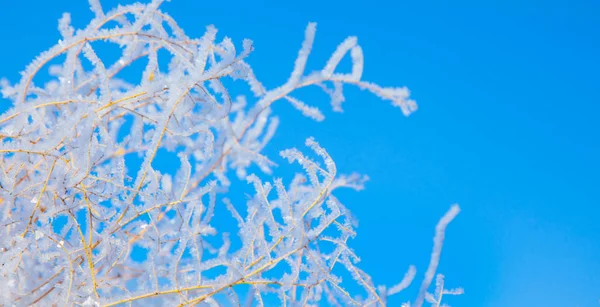 Téli havas fenyő karácsonyfa jelenet. Fa ágak fedett wi — Stock Fotó