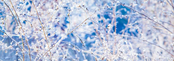 Téli havas fenyő karácsonyfa jelenet. Fa ágak fedett wi — Stock Fotó
