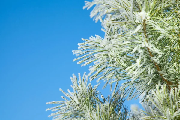 Karlı çam ağacı Noel sahnesi. Firavun dalları ince zekayla kaplıydı. — Stok fotoğraf