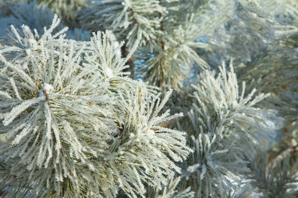 Téli havas fenyő karácsonyfa jelenet. Borított szellemes fenyőágak — Stock Fotó