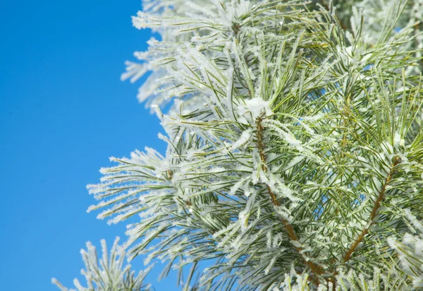 Inverno pino innevato scena di Natale. Rami di abete coperto arguzia — Foto Stock