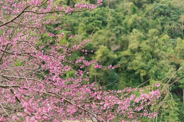 Krásné Cherry Blossom nebo Sakura květinové pozadí, rozostřený — Stock fotografie