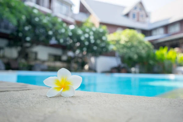 Yüzme Havuzu Arka Plan Kavramı Plumeria Çiçek — Stok fotoğraf