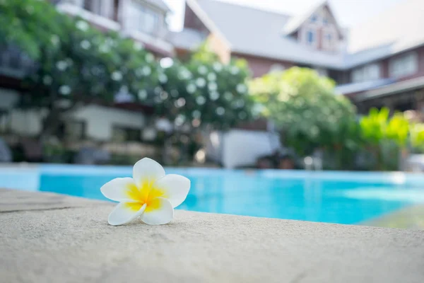 Plumeria Fleur Sur Piscine Concept Fond — Photo