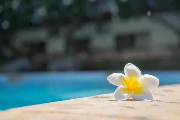 Plumeria Blume Auf Schwimmbad Hintergrundkonzept — Stockfoto