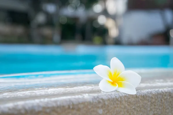 Fiore Plumeria Sulla Piscina Concetto Fondo — Foto Stock