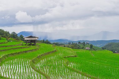 güzel yeşil pirinç tarlaları mavi gökyüzü ile