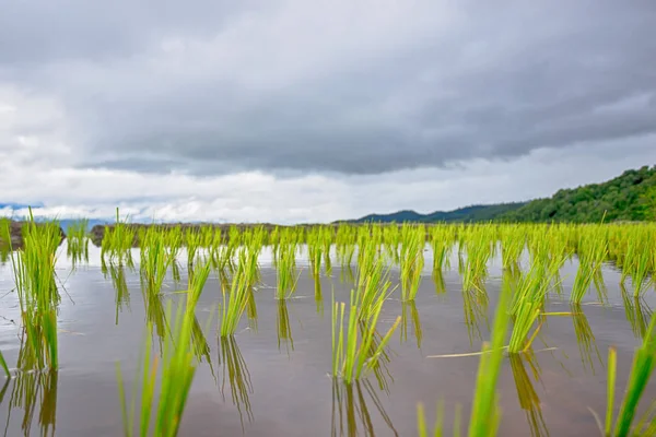 Hermosos campos de arroz verde con cielo azul —  Fotos de Stock