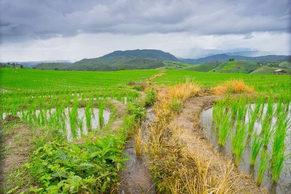 Hermosos campos de arroz verde con cielo azul —  Fotos de Stock