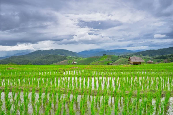 Hermosos campos de arroz verde con cielo azul —  Fotos de Stock