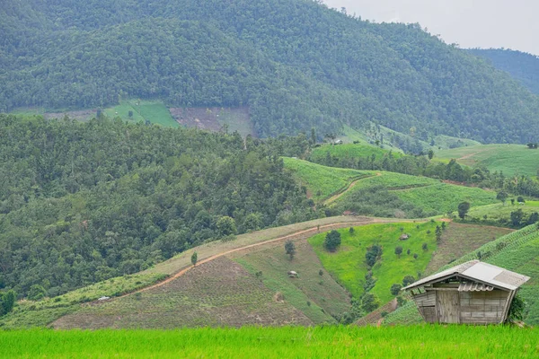 Hermosos campos de arroz verde con cielo azul —  Fotos de Stock