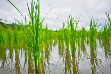 güzel yeşil pirinç tarlaları mavi gökyüzü, arka plan kavramı ile