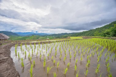 güzel yeşil pirinç tarlaları mavi gökyüzü, arka plan kavramı ile