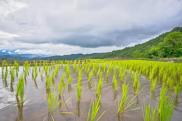 Beautiful Green Rice Fields Blue Sky Background Concept — Stock Photo, Image