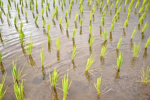 Hermosos Campos Arroz Verde Con Cielo Azul Concepto Fondo —  Fotos de Stock