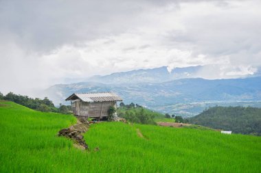 güzel yeşil pirinç tarlaları mavi gökyüzü, arka plan kavramı ile