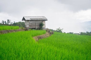 güzel yeşil pirinç tarlaları mavi gökyüzü, arka plan kavramı ile