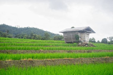 güzel yeşil pirinç tarlaları mavi gökyüzü, arka plan kavramı ile
