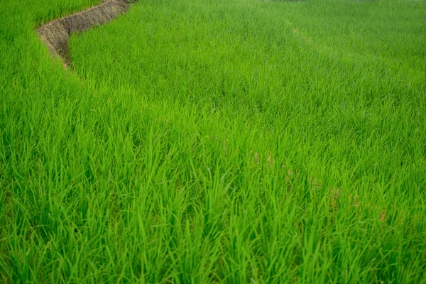Schöne Grüne Reisfelder Mit Blauem Himmel Hintergrundkonzept — Stockfoto